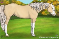 Horse Color:Silver Sable Champagne Dun Splash 