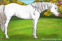 Horse Color:Liver Chestnut Sabino Splash