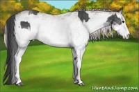 Horse Color:White Spotted Blue Roan Rabicano  and White Spotted Silver Blue Roan Rabicano 