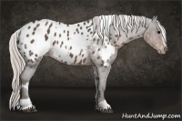 Horse Color:White Spotted Silver Black Sabino Appaloosa 