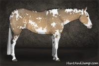 Horse Color:White Spotted Buckskin Dun Splash 