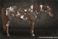 Horse Color:White Spotted Liver Chestnut 