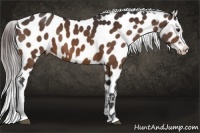 Horse Color:Bay Frame Appaloosa 