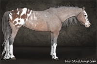 Horse Color:Bay Sabino Splash Appaloosa 