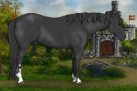 Horse Color:Black Sabino 