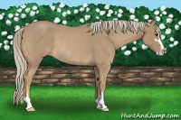 Horse Color:Palomino Roan Sabino Rabicano 
