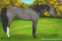 Horse Color:Grullo