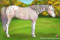 Horse Color:Nacre Bay Sabino Splash Varnish 