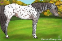 Horse Color:Brown Ice Near Leopard 