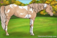 Horse Color:Gold Champagne Tobiano