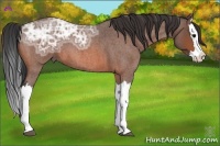 Horse Color:Bay Ice Roan Splash