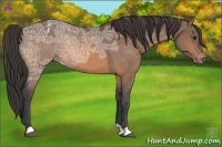 Horse Color:Bay Ice Varnish 