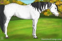 Horse Color:White Spotted Brown Ice
