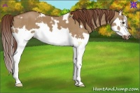 Horse Color:White Spotted Red Dun Splash Frame 