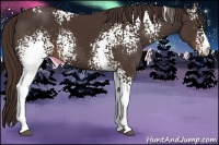 Horse Color:White Spotted Liver Chestnut 