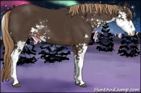 Horse Color:Liver Chestnut Sabino
