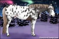 Horse Color:Liver Chestnut Sabino Appaloosa 