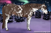 Horse Color:Liver Chestnut Sabino 