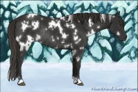 Horse Color:White Spotted Liver Chestnut Rabicano 