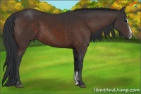 Horse Color:Bay Sabino 