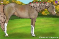 Horse Color:Chocolate Palomino 