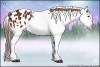 Horse Color:Brown Appaloosa 