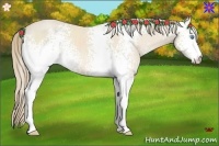 Horse Color:White Spotted Perlino 