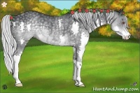 Horse Color:Silver Black Chinchilla Splash Rabicano 