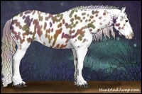 Horse Color:Nacre Bay Sabino Blanket 