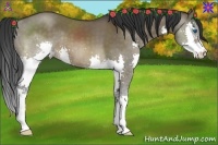 Horse Color:Brown Dun Splash 