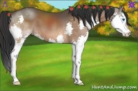 Horse Color:Bay Splash 