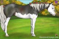 Horse Color:Liver Chestnut Splash 