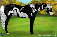 Horse Color:Black Chinchilla Splash Tobiano Appaloosa Rabicano 