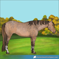 Horse Color:Brown Pearl Sabino  and White Spotted Brown Dun 