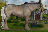 Horse Color:Liver Chestnut Rabicano 