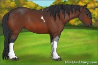 Horse Color:Bay Tobiano Rabicano