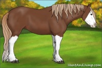 Horse Color:Chestnut Splash