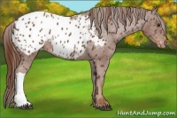 Horse Color:Chestnut Appaloosa 