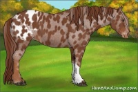 Horse Color:Chestnut Varnish 