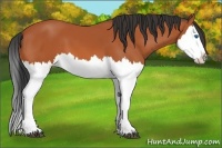 Horse Color:Bay Splash 
