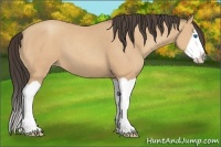 Horse Color:Amber Champagne Splash