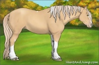 Horse Color:Gold Champagne Splash Tobiano 