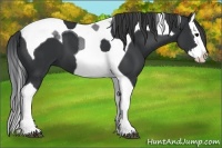 Horse Color:Black Splash Tobiano