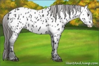 Horse Color:Black Splash Near Leopard 