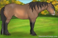 Horse Color:Buckskin Splash 