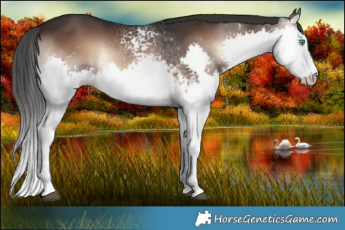 Horse Color:White Spotted Liver Red Onyx Sabino Splash 
