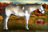 Horse Color:White Spotted Liver Red Onyx Sabino Splash 