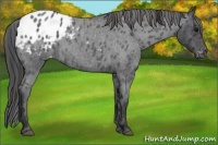 Horse Color:Blue Roan Varnish 