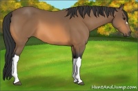 Horse Color:Buckskin 