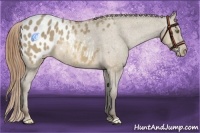 Horse Color:Sable Cream Champagne Appaloosa 